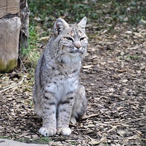 Eifel-Zoo - Bobcat (Lynx rufus)