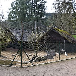 Eifel-Zoo - Eurasian Spoonbill (Platalea leucorodia)