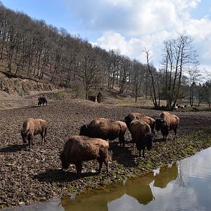Eifel-Zoo - Buffalo (Bison bison)