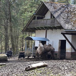 Eifel-Zoo - Bactrian camel (Camelus ferus f. bactrianus) and Yak (Bos mutus f. grunniens)