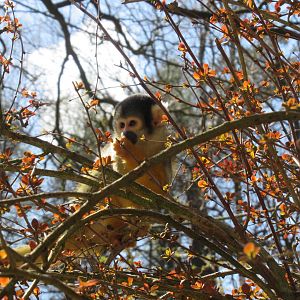04-2023 Bolivian squirrel monkey