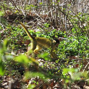 04-2023 Bolivian squirrel monkey