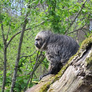 04-2023 White-faced saki (female)