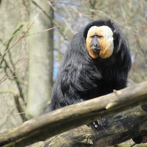04-2023 White-faced saki (male)