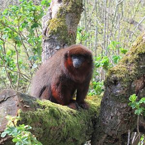 04-2023 Coppery titi monkey