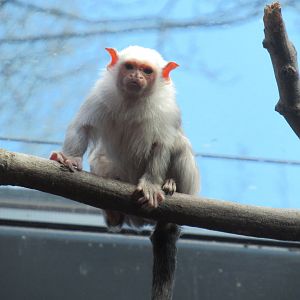 04-2023 Silvery marmoset