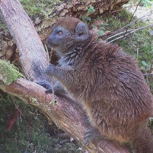 04-2023 Lac Alaotra bamboo lemur