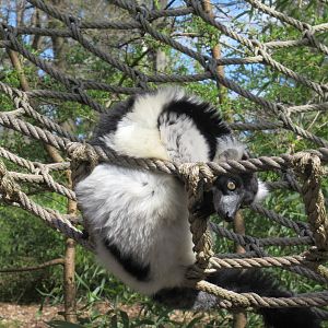 04-2023 Black-and-white ruffed lemur