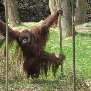 04-2023 Borneo orang utan (male) 'Amos'