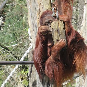 04-2023 Borneo orang utan (female) 'Samboya'