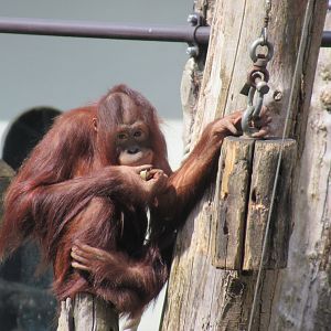 04-2023 Borneo orang utan (female, juvinile) 'Inda'