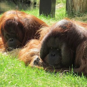 04-2023 Borneo orang utans (female - male) 'Sandy' & 'Kevin'