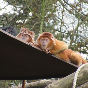 04-2023 East Javan langurs