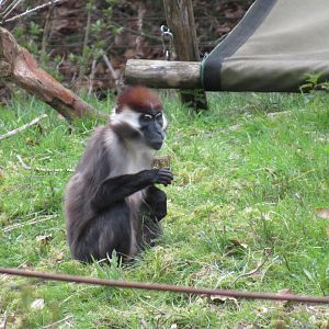 04-2023 Red-crowned mangabey