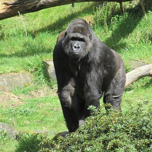 04-2023 Western lowland gorilla (female)