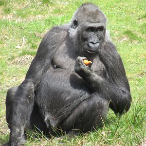 04-2023 Western lowland gorilla (female)