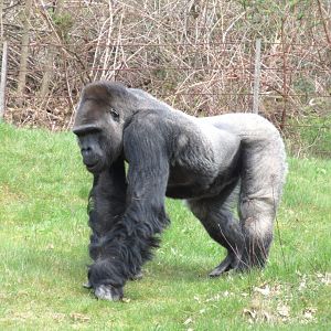 04-2023 Western lowland gorilla (male) 'Bao bao'