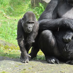04-2023 Western lowland gorilla (male, juvinile) 'Kiango'