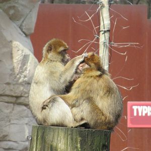 04-2023 Barbary macaques
