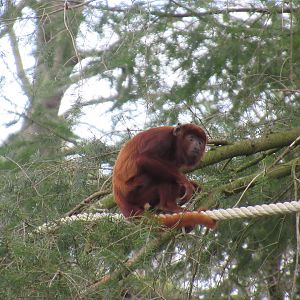 04-2023 Red howler monkey