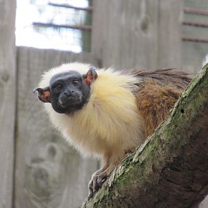 04-2023 Pied tamarin