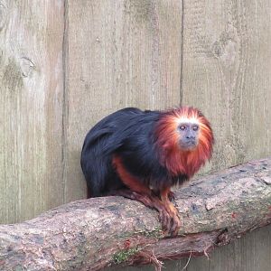 04-2023 Golden-headed lion tamarin