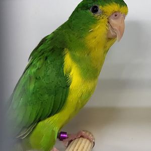 Mountain parakeet - male