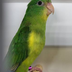 Mountain parakeet - female