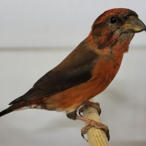 Himalayan crossbill