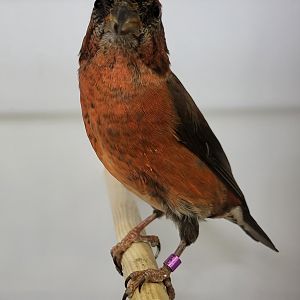 Himalayan crossbill
