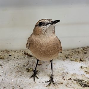 Isabelline wheatear