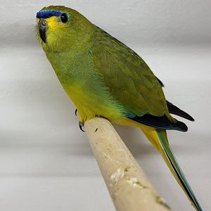 Elegant parakeet