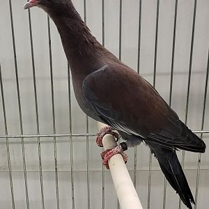 Peruvian pigeon