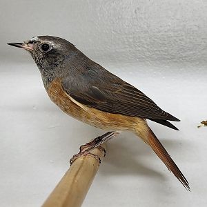 Common redstart