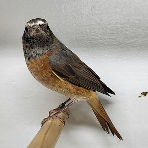 Common redstart