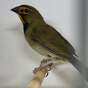 Yellow-faced grassquit