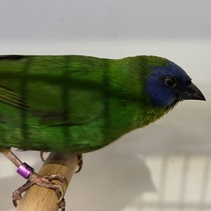 Blue-faced parrotfinch