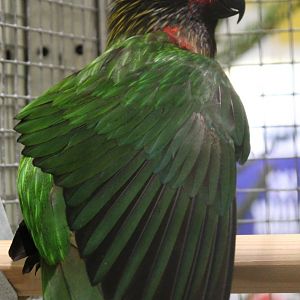 Yellow-streaked lory