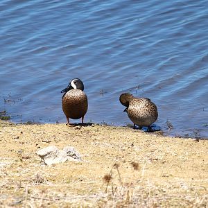 Blue-winged Teals