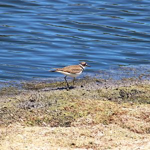 North American Killdeer