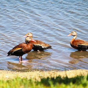 Northern Black-bellied Whistling-Ducks