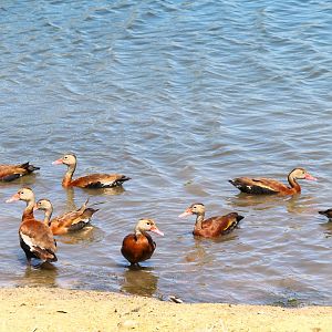 Northern Black-bellied Whistling-Ducks