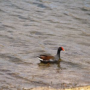 North American Common Gallinule