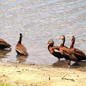 Northern Black-bellied Whistling-Ducks