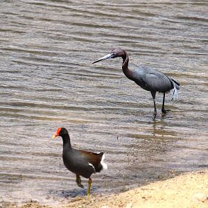 North American Common Gallinule and Little Blue Heron