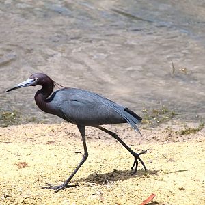 Little Blue Heron