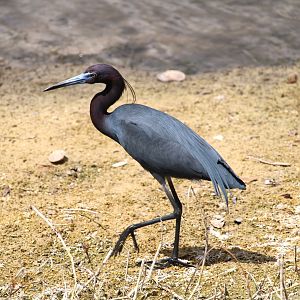 Little Blue Heron