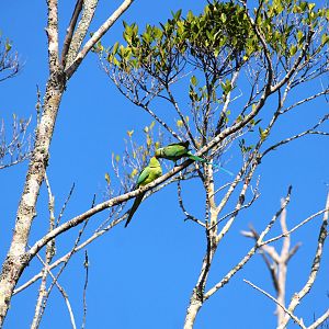 Rose-ringed Parakeets