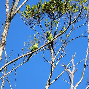 Rose-ringed Parakeets