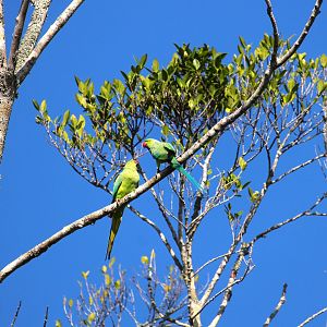 Rose-ringed Parakeets
